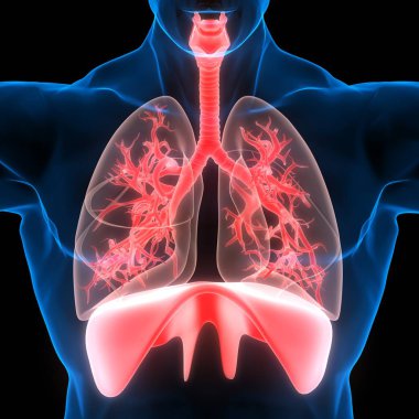 İnsan Solunum Sistemi Akciğerleri Anatomisi. Üç Boyut