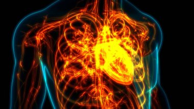 İnsan Kalbi Anatomisi. 3d