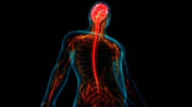 İnsan Sinir Sistemi Beyin Anatomisi Merkezi Organı. Üç Boyut