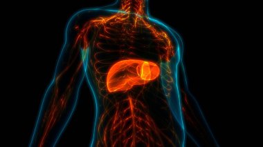 İnsan Vücut Organları Anatomisi (Karaciğer). 3d