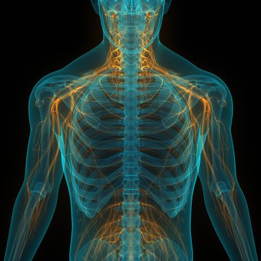 İnsan iskelet sistemi kemik el eklemleri anatomisi. 3d