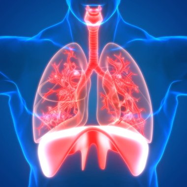İnsan Solunum Sistemi Akciğerleri Anatomisi. Üç Boyut