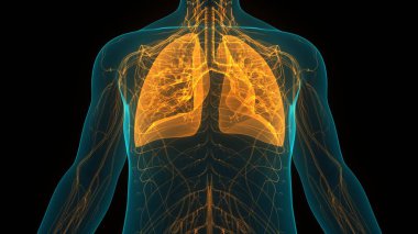 İnsan Solunum Sistemi Akciğerleri Anatomisi. Üç Boyut