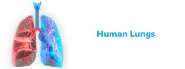 İnsan Solunum Sistemi Akciğerleri Anatomisi. Üç Boyut