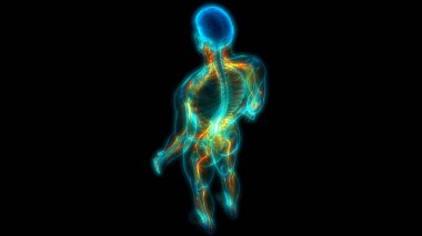 İnsan Sinir Sistemi Beyin Anatomisi Merkezi Organı. Üç Boyut