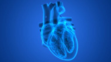 İnsan Dolaşım Sistemi Kalp Anatomisi. Üç Boyut