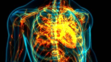 İnsan Kalbi Anatomisi. 3d