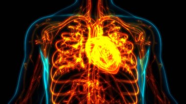 İnsan Kalbi Anatomisi. 3d