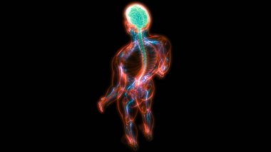 İnsan Sinir Sistemi Beyin Anatomisi Merkezi Organı. Üç Boyut