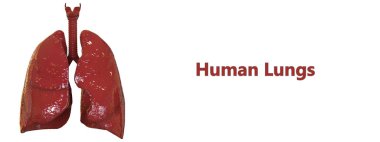 İnsan Solunum Sistemi Akciğerleri Anatomisi. Üç Boyut