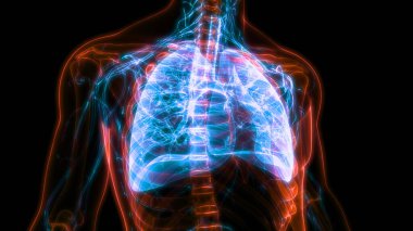 İnsan Solunum Sistemi Akciğerleri Anatomisi. Üç Boyut