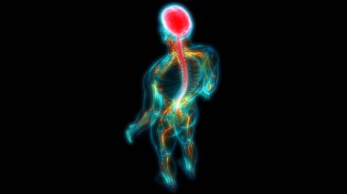 İnsan Sinir Sistemi Beyin Anatomisi Merkezi Organı. Üç Boyut