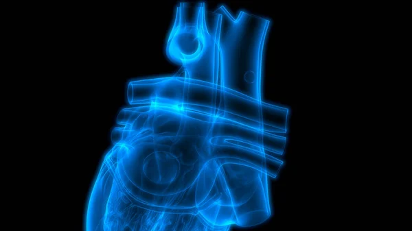 Anatomia Cardiaca Del Sistema Circolatorio Umano — Foto Stock