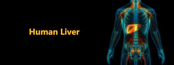 Human Body Organs Anatomy Liver — 스톡 사진