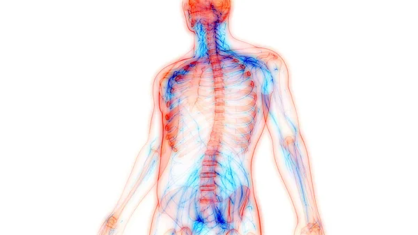 Nsan Iskelet Sistemi Kemik Eklemleri Anatomisi — Stok fotoğraf