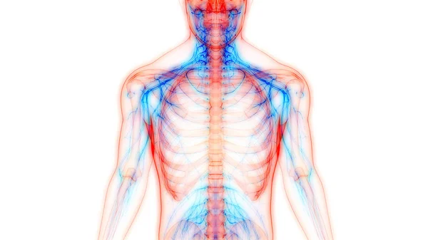 Nsan Iskelet Sistemi Kemik Eklemleri Anatomisi — Stok fotoğraf