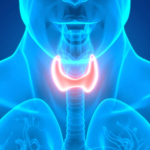 Human Body Glands Thyroid Gland Anatomy — Photo