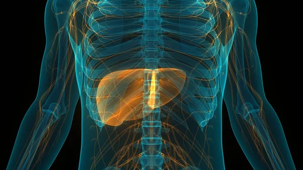 Human Body Organs Anatomy Liver Inglés —  Fotos de Stock