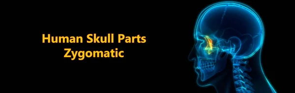 Human Skeleton Skull Parts Zygomatic Bone Anatomy. 3D