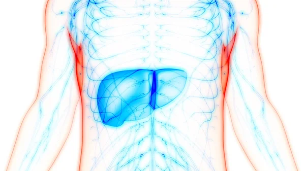 Анатомия Органов Человеческого Тела Печень — стоковое фото