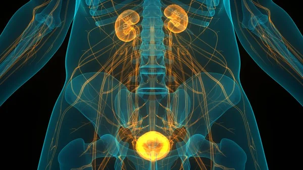 Illustratie Van Het Menselijk Lichaam Organen Nieren — Stockfoto