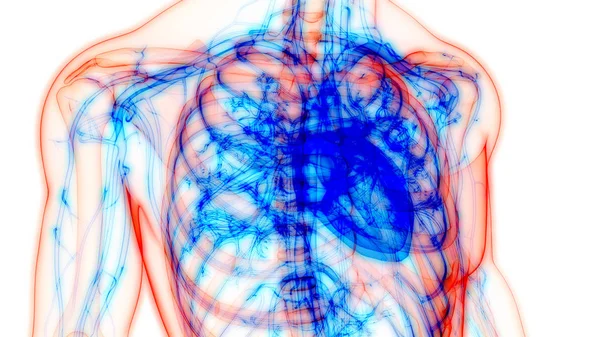 Human Heart Anatomy — 스톡 사진