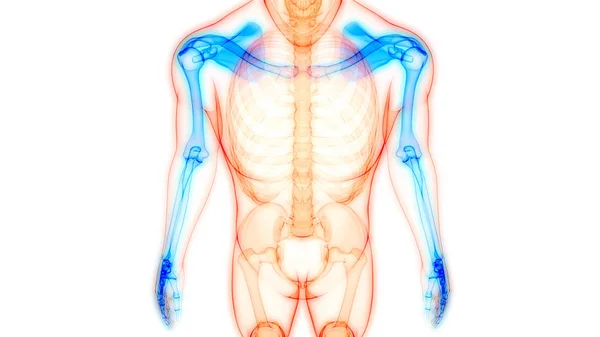 Sistema Esquelético Humano Anatomía Las Articulaciones Óseas Las Manos — Foto de Stock