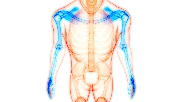 Sistema Esqueleto Humano Osso Mão Articula Anatomia — Fotografia de Stock