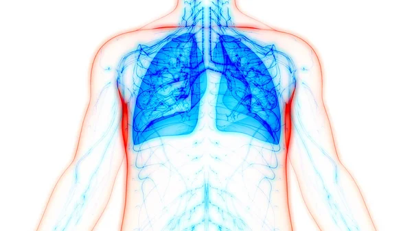 Ludzki Układ Oddechowy Anatomia Płuc — Zdjęcie stockowe