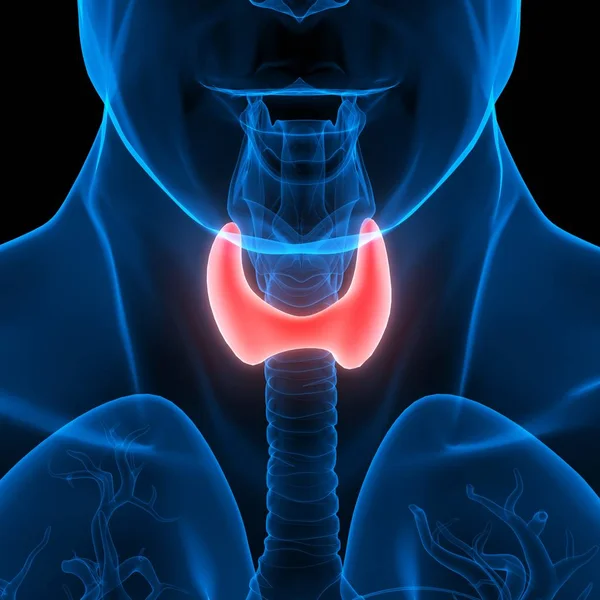 Human Body Glands Thyroid Gland Anatomy — Photo