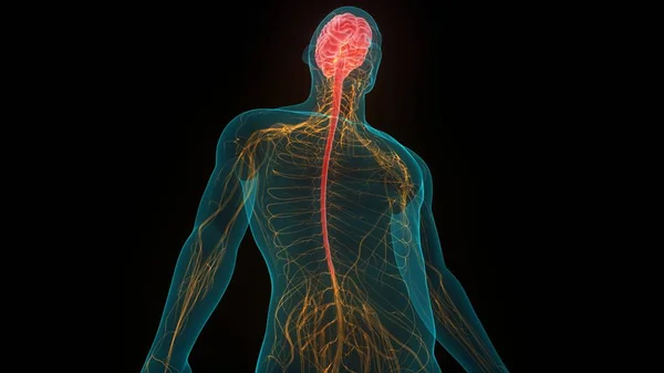 人类神经系统中央器官脑解剖 — 图库照片