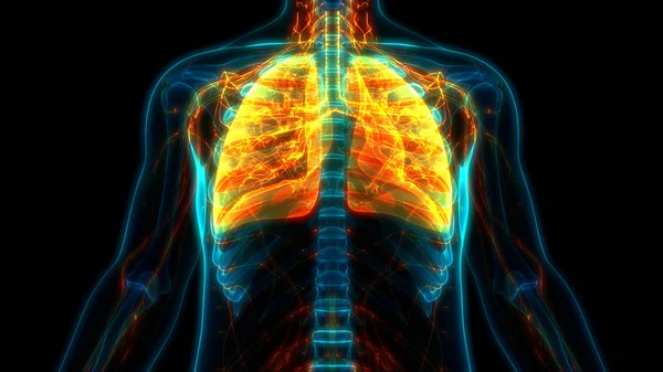 Human Respiratory System Lungs Anatomy. 3D