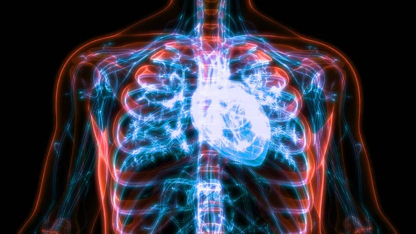 人間の心臓構造 — ストック写真