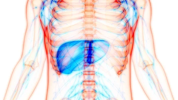 Anatomia Dos Órgãos Corpo Humano Fígado — Fotografia de Stock