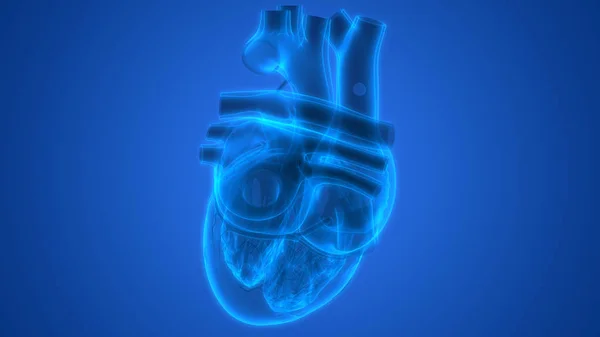 해부학 Human Circulatory System Heart Anatomy — 스톡 사진