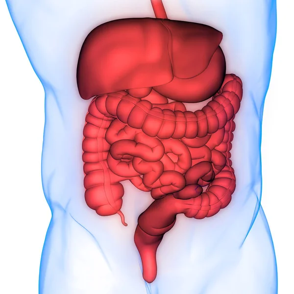 İnsan Sindirim Sistemi Anatomisi. Üç Boyut