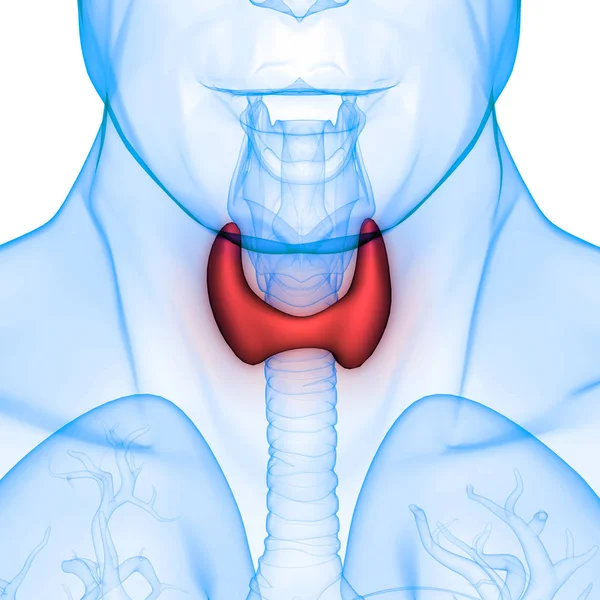 Human Body Glands Thyroid Gland Anatomy — Photo