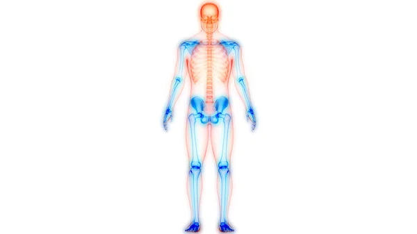 Människans Skelett System Ben Hand Leder Anatomi — Stockfoto