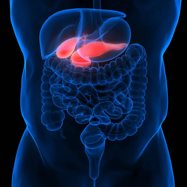 Anatomia Del Pancreas Dell Organo Digestivo Interno Umano — Foto Stock