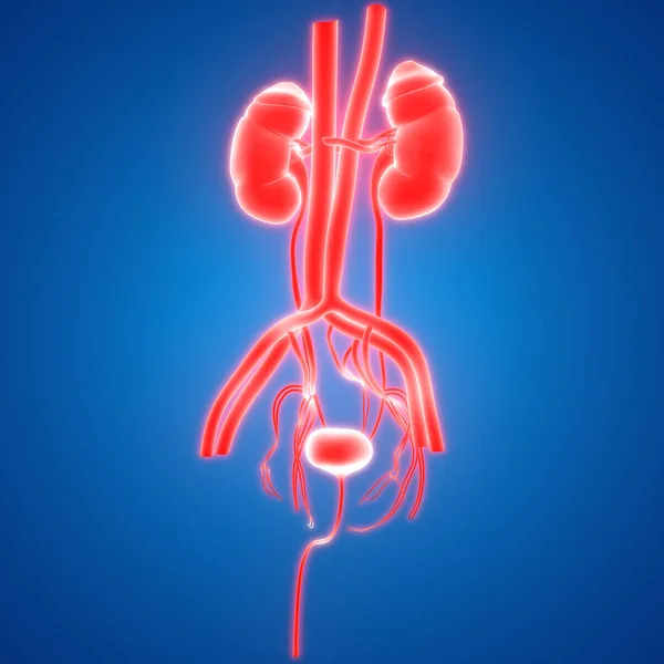 3D Illustration of human Body Organs (Kidneys)