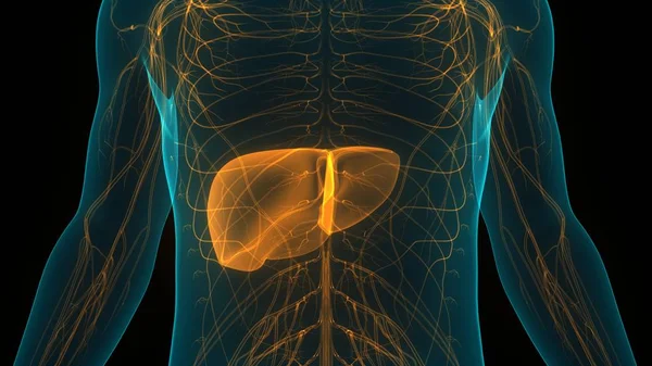 Nsan Vücut Organları Anatomisi Karaciğer — Stok fotoğraf