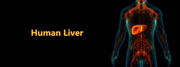 Human Body Organs Anatomy (Liver). 3D