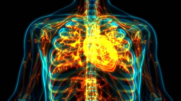 Human Heart Anatomy. 3D