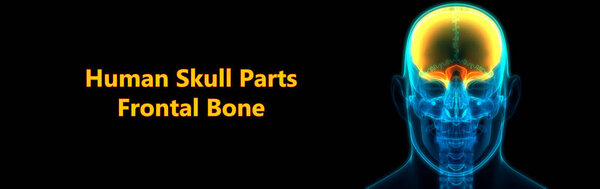 Анатомия передних костей черепа человека. 3D
