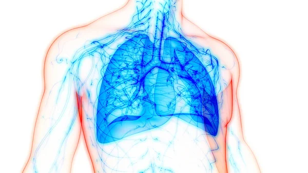 stock image Human Respiratory System Lungs Anatomy. 3D