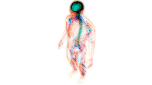 Central Organ of Human Nervous System Brain Anatomy. 3D