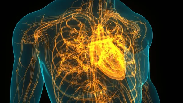 Anatomie Cardiaque Humaine — Photo