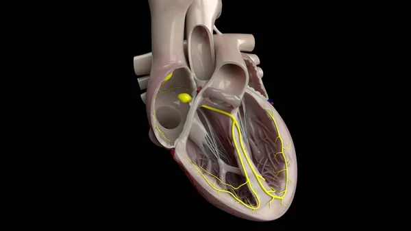 Nsan Kalbi Anatomisi — Stok fotoğraf
