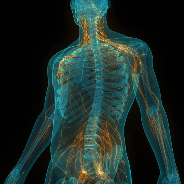 Human Skeleton System Bone Hand Joints Anatomy — 스톡 사진