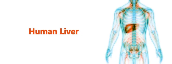 Human Body Organs Anatomy Liver Inglés — Foto de Stock